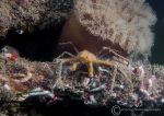 Long-legged spider crab