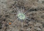 Tube anemone