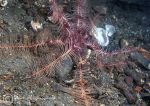 Feather star