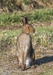 Irish hare 2019