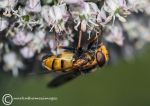 Lesser hornet hoverfly