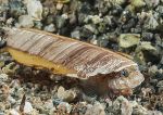 Goby in shell