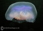 Moon jelly