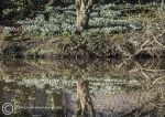 Snowdrop reflections