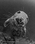 Grey seal pup - Farnes