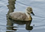 Cygnet