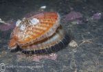 Queen scallop