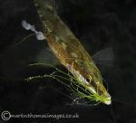 Nest building - Fifteen-spined Stickleback