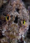 Scorpion fish face