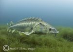 Russian sturgeon