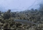 white tip reef shark