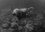 Grey seal pup b&w