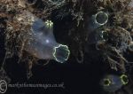 Yellow-ringed sea squirt