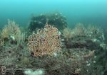 Pink Sea Fan - Manacles