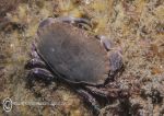 Edible crab on sponge