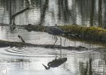 Grey heron - hunting