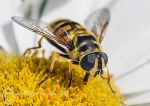 Hover Fly - Sericomyia silentis