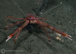 Long-clawed squat lobster