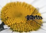 Hover fly on daisy 2