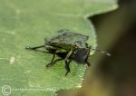 Green shield bug