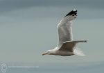 Herring Gull