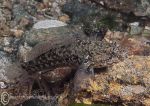 Black goby