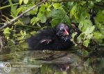 Moorhen Chick