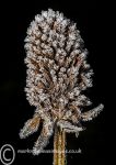 Seed Head