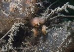 Sponge spider crab