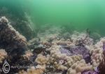 Farnes reef