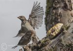 Sparrows - squabbling over scone