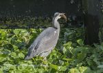 Grey heron - fishing