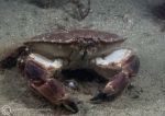 Edible crab