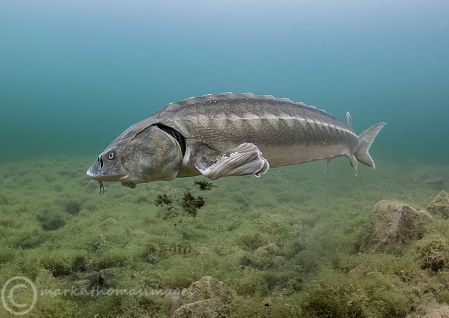 Sturgeon 