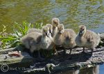 Canada Goslings