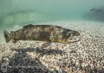 Brown trout - Capernwray 4