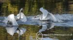 Swan Action 1