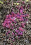 Jewel anemones