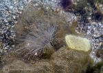 Tube anemone & sea slug eggs