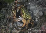 Shore crab fight