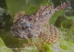Long-spined scorpionfish