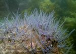 brittle stars