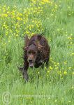 Finbar & flowers 4