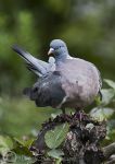 Wood pigeon