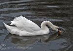 Mute Swan