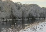 Weaver in winter