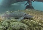 Sturgeon feeding under plane