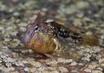 Montagu's Blenny