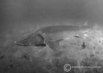 Sturgeon b&w