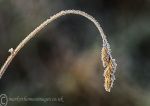 Frozen Grass